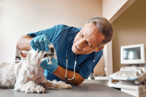 Best Emergency Tooth Extraction in Flippin, AR